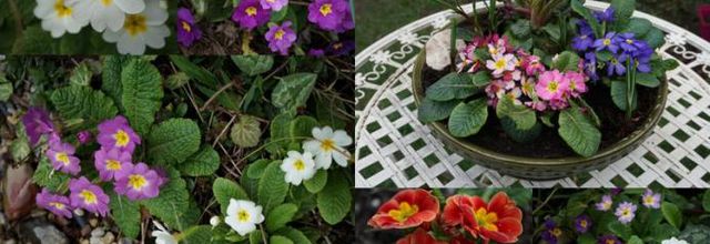 De la couleur au jardin
