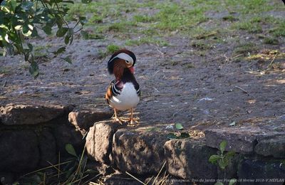 Ménagerie du Jardin des Plantes : Le Canard Mandarin