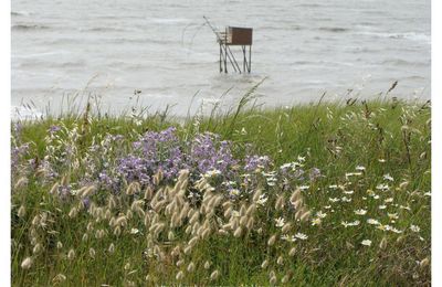 Giroflée des dunes - 2016