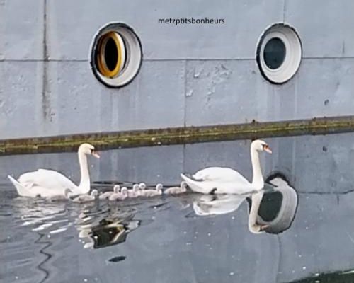 Maman les ptits bateaux....