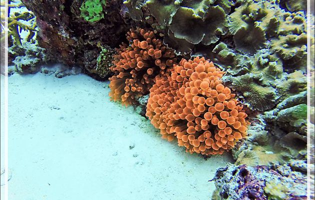 30/11/18, Anémone cuivre à bouts renflés, à tétines, Anémone-bulle, Bulb-tentacle sea anemone (Entacmaea quadricolor), Poisson-clown de Madagascar - Spot Lapunta, Moofushi, Atoll Ari, Maldives