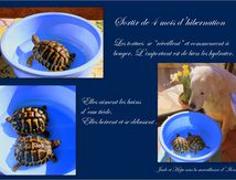 La Tortue d'Hermann #1
