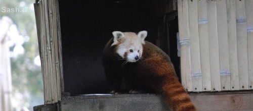 {au cerza /4/} Les pandas roux.