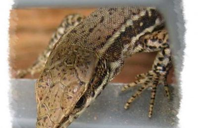 Podarcis muralis, le lézard des murailles