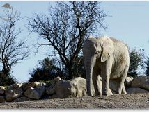 Eléphant d'Afrique