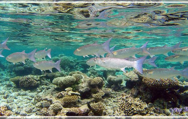 Muge lippu ou Mulet labéon, Hornlip mullet or Fringe-lip mullet (Oedalechilus labiosus) - Snorkeling à Thudufushi - Atoll d'Ari - Maldives