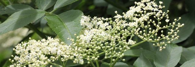 Arbustes fleuris de juin au jardin