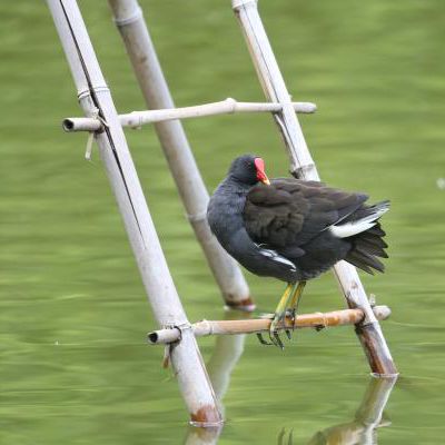 Les Poules d'eau du Parc de Bercy