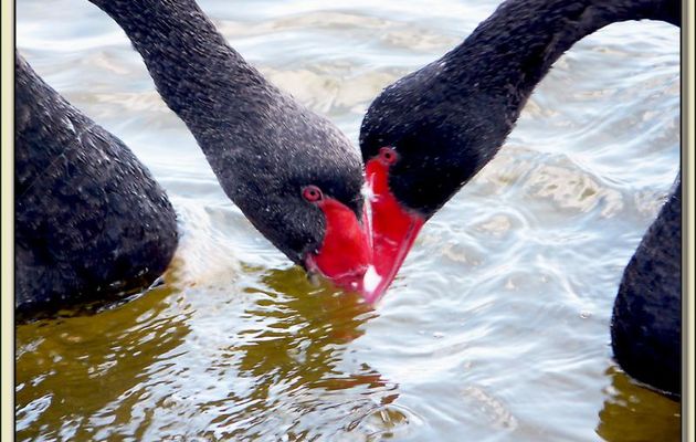 Cygnes noirs : "Tu vas me tenir encore longtemps le bec dans l'eau ?" - Ars-en-Ré - Ile de Ré - 17