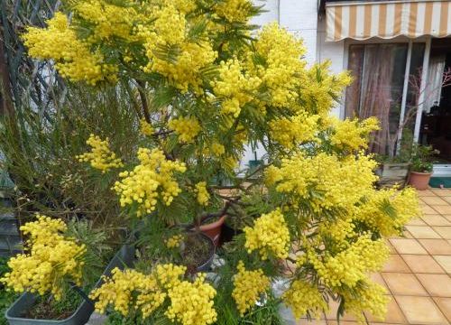 Une amélioration de mon blog, grâce aux conseils de Starmalo.