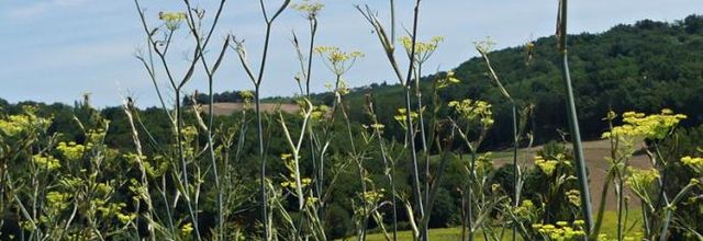 Foeniculum vulgare - fenouil commun