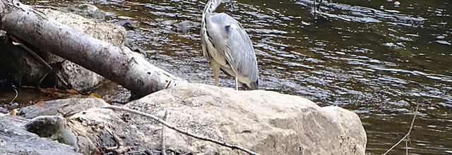 Les rassemblements de corneilles