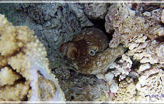 Poulpe de récif commun ou Pieuvre, Common reef octopus (Octopus cyanea) - Athuruga - Atoll d'Ari - Maldives