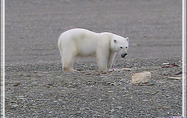 Vers 14 heures, enfin je pars en Zodiac vers l'ours, il n'a pas bougé d'un poil et mange toujours (Polar bear) - Creswell Bay - Somerset Island - Nunavut - Canada