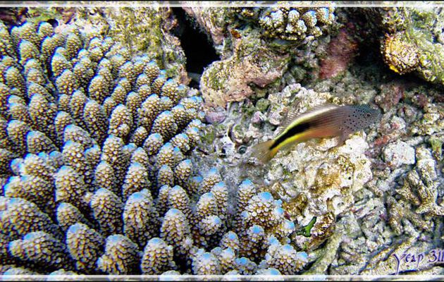 Poisson-faucon de Forster ou à taches de rousseur ou Épervier à bande noire, Forster's or Freckled hawkfish (Paracirrhites forsteri) - Snorkeling à Thudufushi - Atoll d'Ari - Maldives