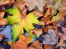 Dieu fait l'automne... c'est beau !