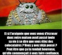Les araignées mélomanes 