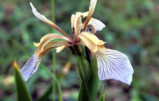 Iris fétide (Iris foetidissima) - Saint-Clément-des-Baleines - Ile de Ré - 17