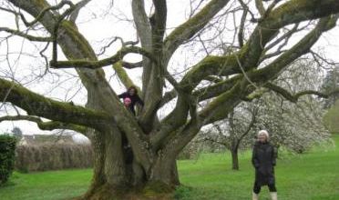 L'arbre, la vie...le connaître pour le protéger