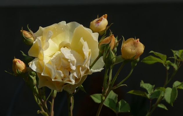 MES  ROSES  N'ONT  PAS  SOUFFERT  DE  MON  ABSENCE