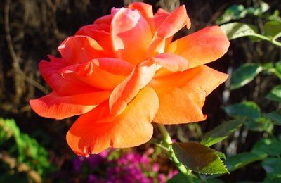 Taguée en orange par Lady Marianne...