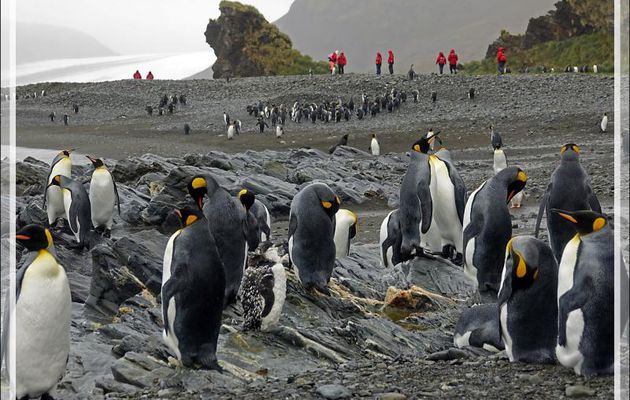 Voyez-vous l'intrus ? Un malheureux Manchot à jugulaire en cours de mue perdu au milieu des royaux ... - Whistle Cove - Fortuna Bay - Géorgie du Sud
