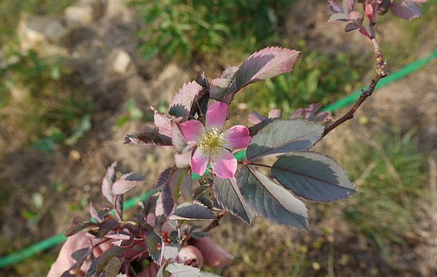 ROSA RUBRIFOLIA ou GLAUCA