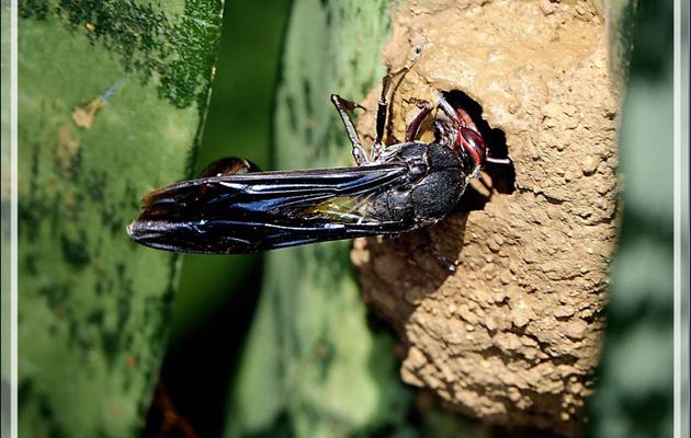 Guêpe maçonne construisant son nid - Nosy Be - Madagascar