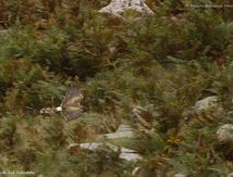 Busard Saint-Martin ♀