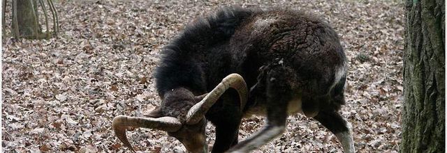 Animaux au Parc des Gayeulles (2)