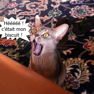Trop tard, Minet