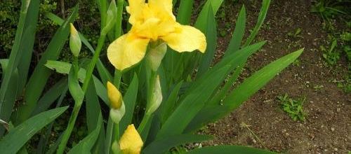 ... iris pas d'eau...
