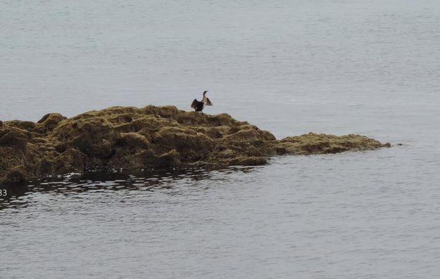 Cormorans et ... lol lol
