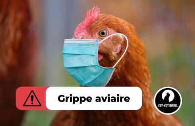 Grippe aviaire : la France vaccine ses poules à l’ARNm… au risque d’anéantir sa filière avicole