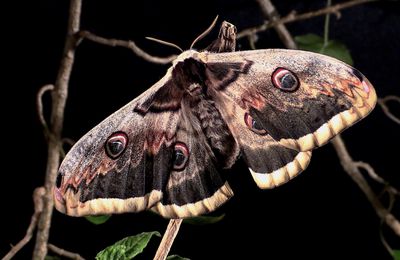 Le grand paon de nuit (Saturnia pyri)
