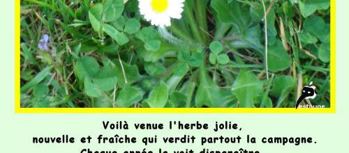 L'herbe jolie, citation en image de Bai Juyi
