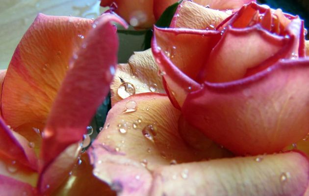 il pleut sur les roses