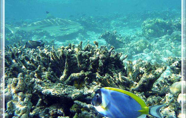 Requin pointes noires, blacktip reef shark (Carcharhinus melanopterus) - Moofushi - Atoll d'Ari - Maldives