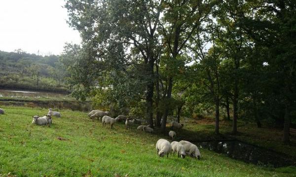 Les moutons des marais salants de Mesquer