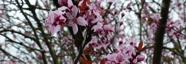 Cerisiers en fleurs