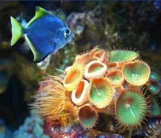Images du fond des mers