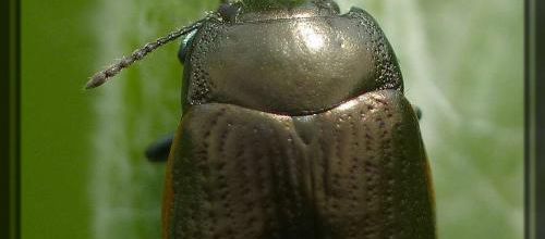 Chrysolina marginata