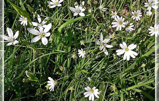 Stellaire holostée, Langue d'oiseau (Stellaria holostea) et Ornithogale à ombelle, Dame de 11 heures (Ornithogalum umbellatum) - Aspet - 31