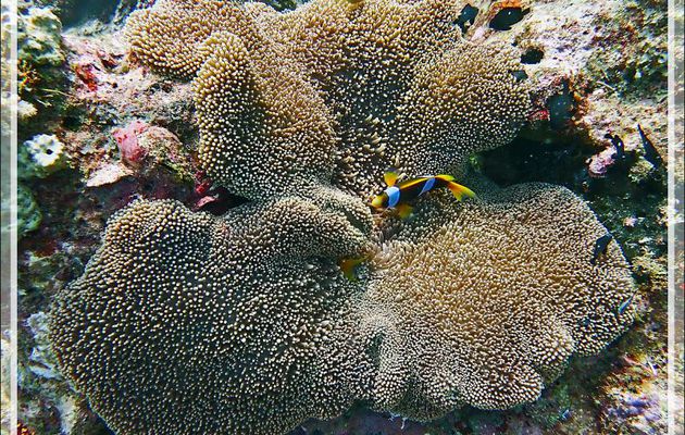 Poissons-clowns de Madagascar, Madagascar anemonefish (Amphiprion latifasciatus) dans leur Anémone  de Mertens (Stichodactyla mertensii) - Les Tétons - Tsarabanjina - Archipel Mitsio - Madagascar