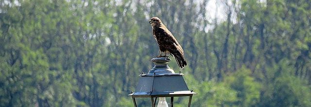 une buse, ce bel oiseau 