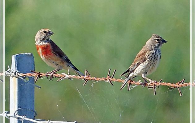 Madame et Monsieur Linotte Mélodieuse (Monsieur étant bien plus beau), Common Linnet (Linaria cannabina) - Ars-en-Ré - Ile de Ré - 17 