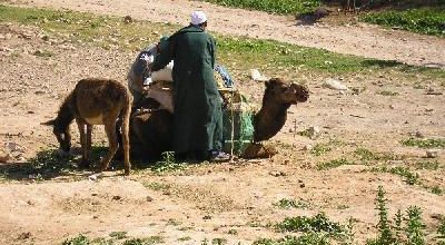 Le dromadaire