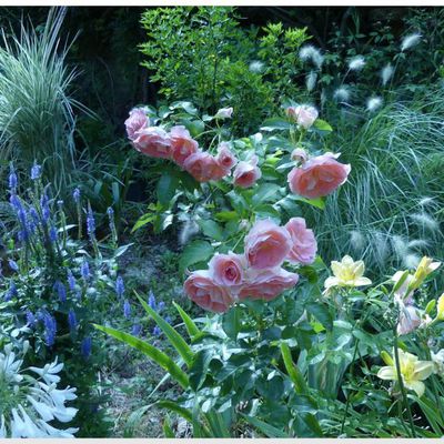 Quelques scènes du jardin