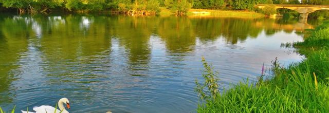 un Cygne pour voir ... !