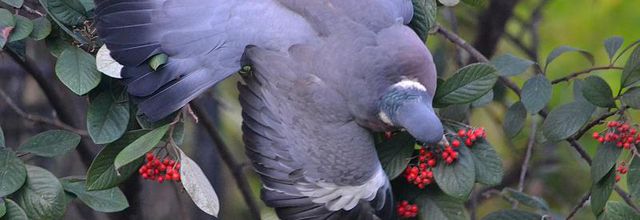 Le repas du pigeon ramier (ou palombe)